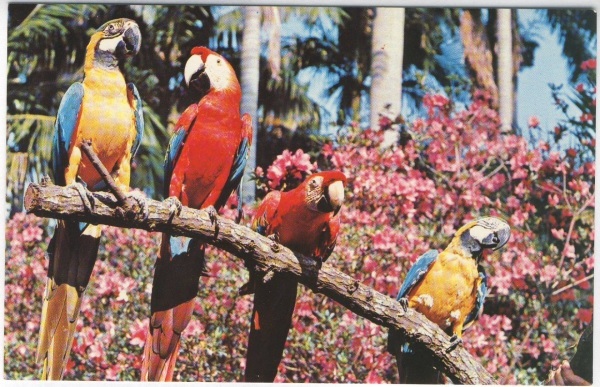 Sunken Gardens Parrots Florida Natural Color Postcard