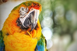 Parrot
