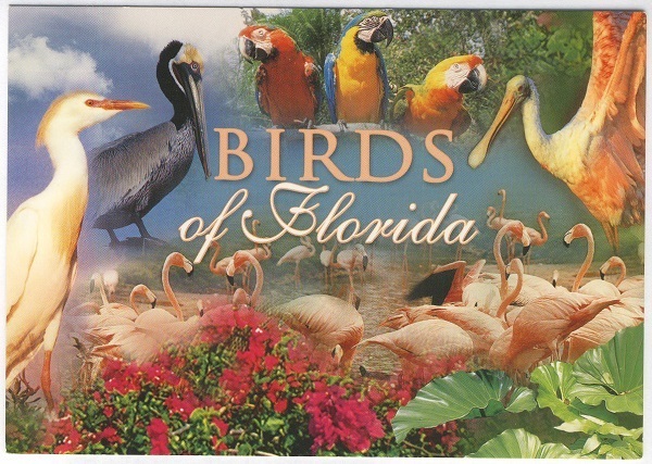 Birds of Florida Seminole Postcard