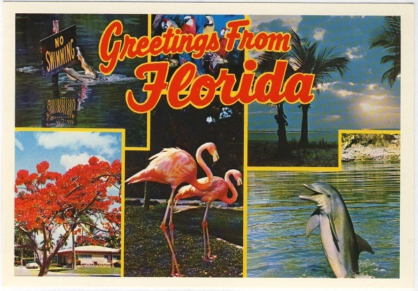 Greetings From Florida Natural Color Postcard